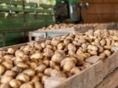 Wysłali ziemniaki do Polski. Zarobili 278 mln zł. Skąd pochodzą?