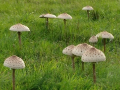 Wysyp kani w polskich lasach. Grzybiarze wracają z pełnymi koszami