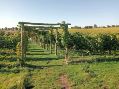 Zmienia się klimat. Polska staje się krajem wina