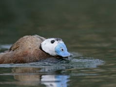 Sensacja ornitologiczna w Polsce. Dziwna kaczka pojawiła się na zalewie