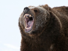 Niedźwiedź zaatakował grupę dzieci w Kanadzie. Są ranni