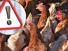 Ptasia grypa i rzekomy pomór drobiu. Obostrzenia w powiecie ciechanowskim