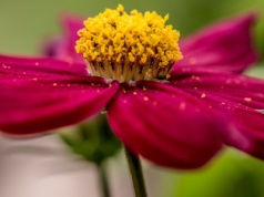 Naukowcy otworzyli drogę do uzyskania nowych gatunków roślin hodowlanych