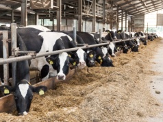 5 nowych ognisk choroby niebieskiego języka. Brak objawów, a wirus krąży!