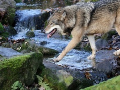 Wilk pokazał sztuczkę. Jest lepszym rybakiem niż twój wujek