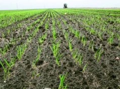 Czy można siać pszenicę w listopadzie?