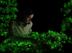 Ta roślina świeci w ciemności. Do tego pięknie kwitnie i jest łatwa w uprawie