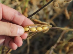 W jakiej temperaturze najlepiej suszyć nasiona soi?
