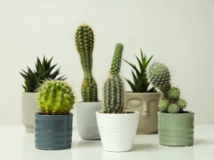 Kaktus czy sukulent? Różnica, którą zna 1% osób. A zmienia wszystko w pielęgnacji!