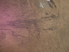 Pojazd sprzed 5200 lat wydobyty z jeziora. Jest starszy niż egipskie piramidy