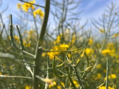 Spadły ceny większości oleistych na światowych giełdach