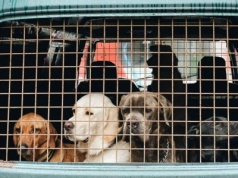 Ewakuacja zwierząt domowych. Sprawdź co spakować do plecaka psa lub kota