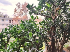 Kilka dni, zero kosztów i grubosz przestanie gubić liście