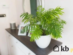 Te rośliny działają jak naturalny filtr powietrza w domu. Każdy powinien je mieć