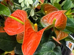 Anturium wystrzeli w 4 tygodnie. Wystarczy nawóz z 3 składników, które i tak masz w kuchni