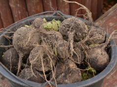 Czarna rzepa – smaczna i bardzo zdrowa