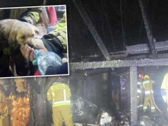 Strażacy uratowali z płomieni przerażonego szczeniaka. To zdjęcie chwyta za serce. Teraz zrobili coś jeszcze bardziej poruszającego