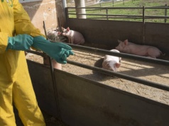 48-godzinny termin zgłaszania padnięć w strefach ASF jest zbyt krótki i obciąża rolników