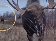 Człowiek nagrywał łosia. Ten zaatakował. Film niesie się po internecie