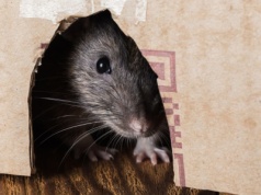 To tu kryją się myszy. Zabezpiecz dom, zanim gryzonie rozpoczną zimowe harce