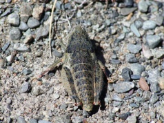 Różowy konik polny w Nowej Zelandii. Niezwykła mutacja zagrożonego gatunku
