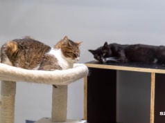 Tłoczno w schronisko. Apel pracowników i wolontariuszy