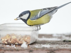 Jak dokarmiać ptaki? Musisz to wiedzieć, zanim zawiesisz karmnik