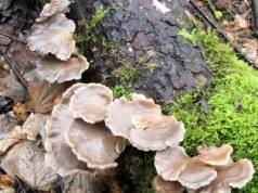 Zimą możesz wrócić z pełnym koszykiem. Ten grzyb nie boi się mrozu. Najlepszy jest smażony