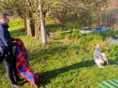 Łabędź zastraszył mieszkankę Osia. Nad jezioro dotarł radiowozem - zawinięty w koc