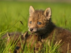 25 listopada Dzień bez Futra – refleksja nad wpływem mody na środowisko i zwierzęta