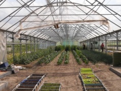 Na sprzedaż 70% udziałów w szklarniach pod Kijowem. Po kosztach, czyli za ile?