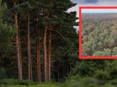 Leśnicy pokazali, co dzieje się w polskich lasach. "Niepokojące zmiany"