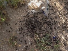 Przejmuje kontrolę nad kolonią. Przez nią zabijają własną królową