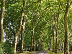 Takiej decyzji w sprawie drzew nie było. Ludzie zdecydowali w referendum