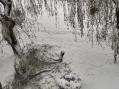 Łamiąca się wierzba przy budzi obawy mieszkańców. Andrychów