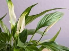 Skrzydłokwiat dawno nie kwitł? Zrób to, a wypuści morze pąków