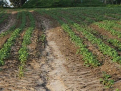 Erozja gleby - jakie praktyki stosować, aby jej zapobiegać?