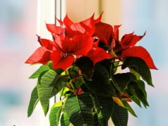 Podaj gwieździe betlejemskiej ten domowy nawóz. To gwarancja soczyście czerwonych liści