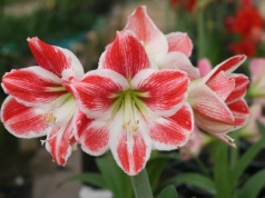 Oto najpiękniejsza roślina na świąteczny stół. Grudnik i gwiazda betlejemska odchodzą do lamusa