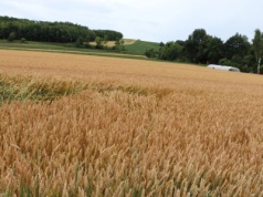 Nowoczesne maszyny z dotacją: inwestycje w rolnictwo 4.0