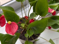 Włóż do doniczki z anturium. Dopiero wtedy będzie intensywnie kwitnąć