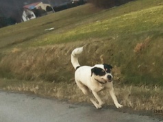 Rośnie problem z wałęsającymi się psami w gminie Mucharz