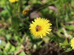 Od 2015 roku Podkarpacie posadziło 66 tys. roślin miododajnych. Wydano prawie milion złotych