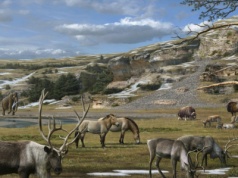 Znaleźli DNA olbrzyma epoki lodowcowej. Było na włóczni myśliwych