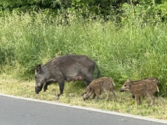 Jak zatrzymać ASF u dzików? Nowa metoda właśnie jest testowana