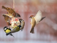 Jak dokarmiać ptaki zimą? To najczęstszy błąd. "Mogą zagrażać ich życiu"