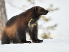 Ten wojownik trzęsie całym lasem. Nawet wilki i niedźwiedzie się go boją