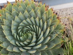 Ten aloes podbija parapety. Uprawa małego dzieła sztuki w domu jest niezwykle prosta