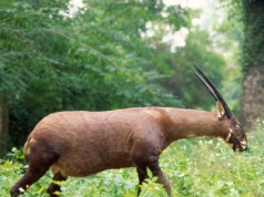 Zmapowali kod DNA współczesnego jednorożca. Jeszcze niedawno był mitem
