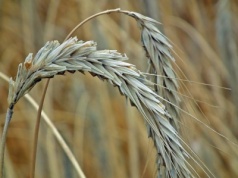 Tanie zboże z Ukrainy i Mercosur – wyzwanie dla polskich gospodarstw